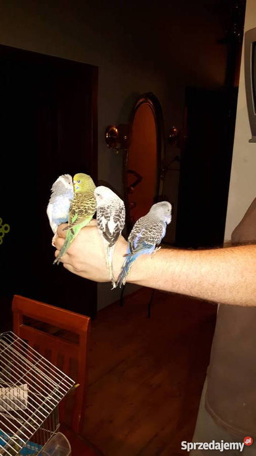 Papugi papużki faliste ręcznie karmione oswojone śląskie Łaziska Górne