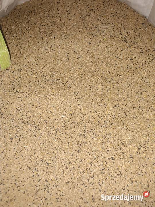 Żyto z Wyką ozimą kujawsko-pomorskie Brzezie