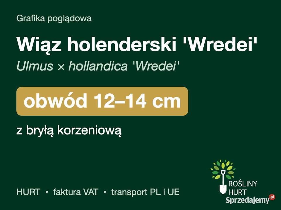 Wiąz holenderski Wredei obwód 1214 z bryłą HURT sprzedam