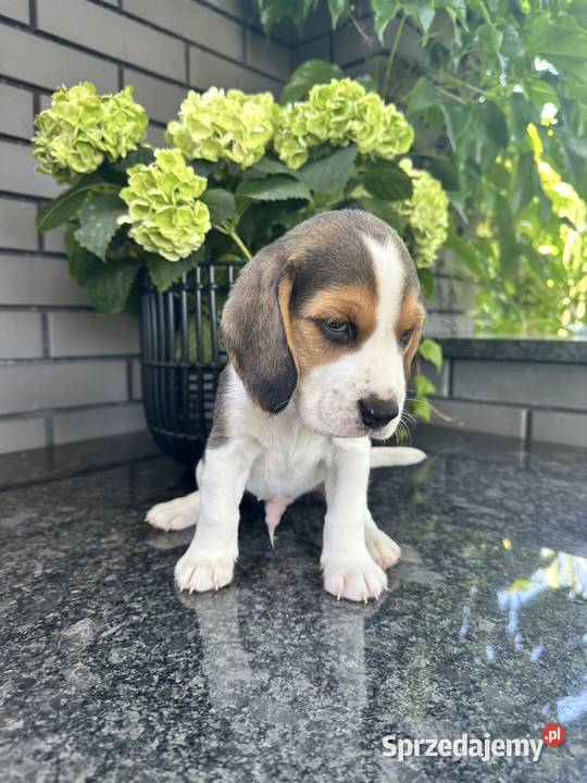 Beagle piesek hodowla rodowód chip wyprawka Radom