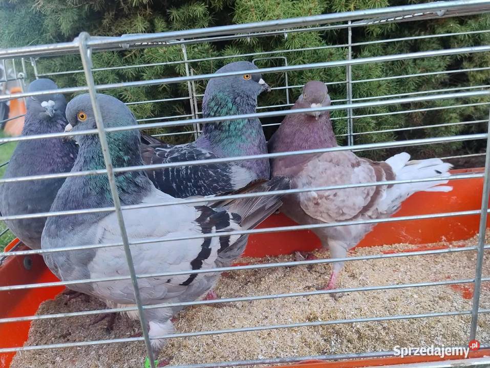 Gołębie Ozdobne