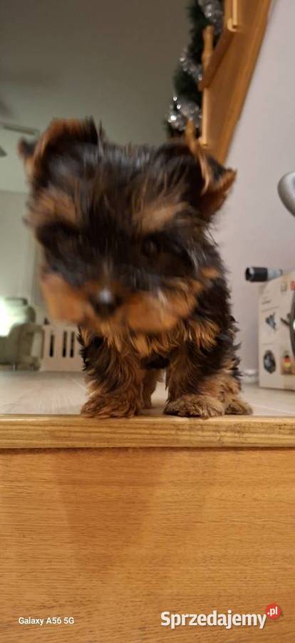 Yorkshire Terrier mala sunia Kraków sprzedam