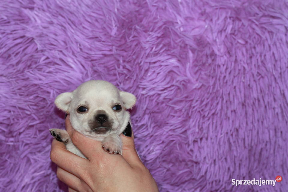 Chihuahua samiec ZKwP FCI Świnoujście