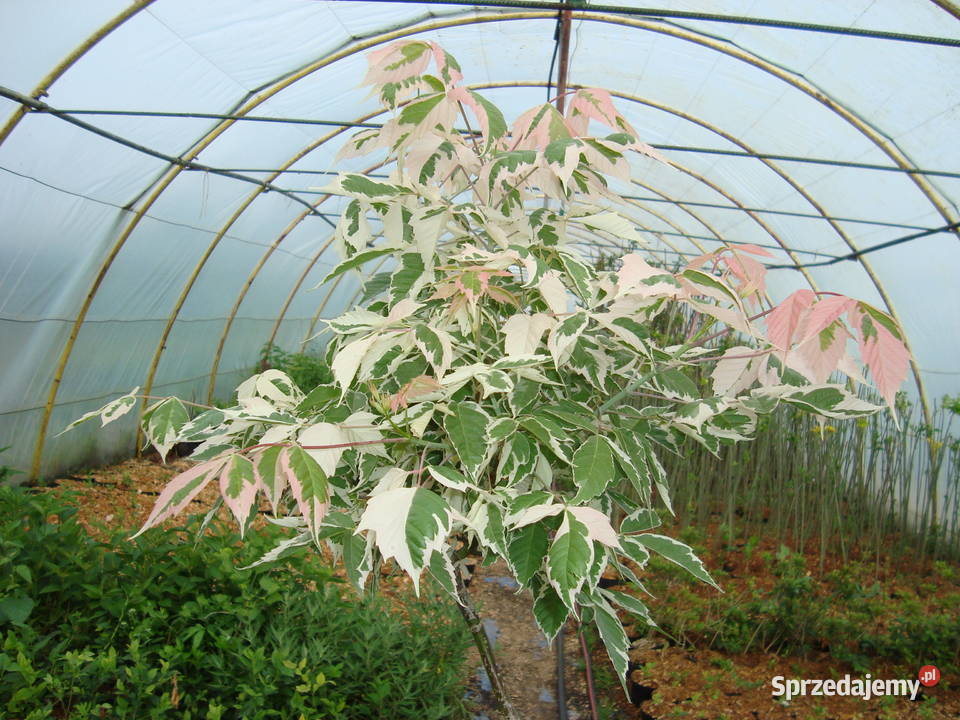Trzmielina na pniu różne kolory i wysokości Sośnica
