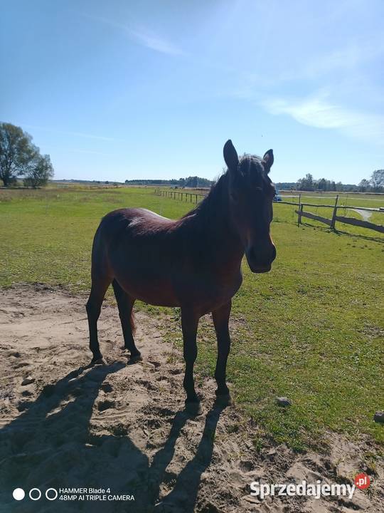 Sprzedam źrbke w typie huculskaim Bobrek