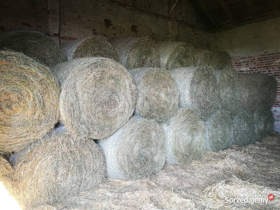 Siano i Sianokiszonka 120x120 Możliwość Konin sprzedam