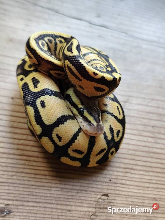 Młode pytony Królewskie Zwierzęta