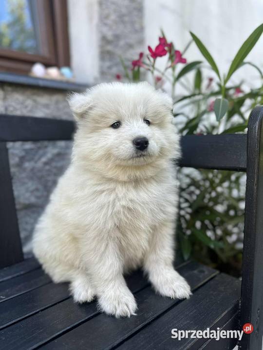Samojed Samoyed Zapraszamy Zwierzęta sprzedam