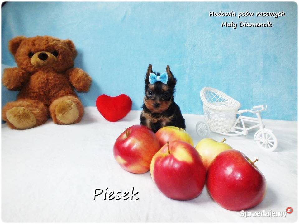 Maleńki piesek York Yorkshire Terrier z lubuskie