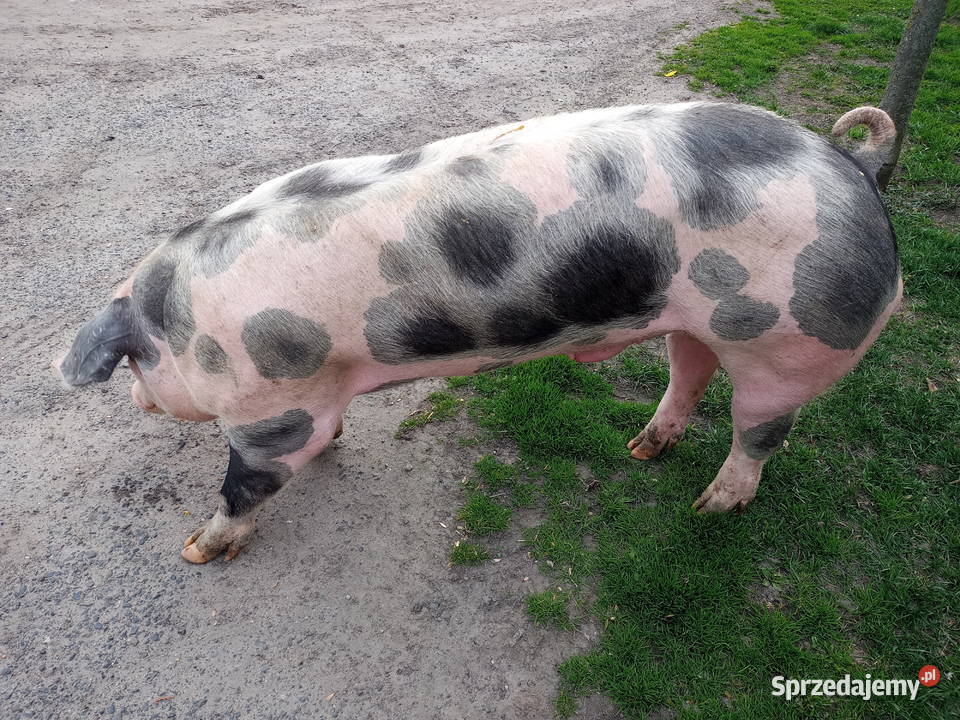 Knur knurek Pietrain