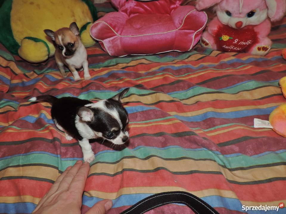 Chihuahua Exclusiv XXS piękne słodziaki Kołobrzeg sprzedam