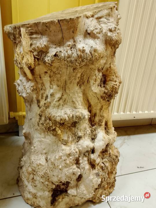 Czeczot topola klon Nowy Tomyśl