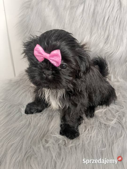 Suczka rasy ShihTzu Namysłów
