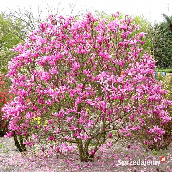 MAGNOLIA SUSAN sadzonki w doniczkach kujawsko-pomorskie Ustronie