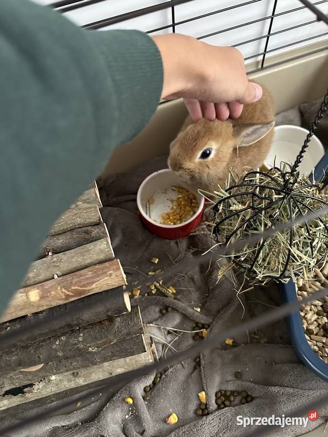 Sprzedam króliki miniaturki z wyprawką 650zl Zwierzęta zachodniopomorskie Szczecin sprzedam