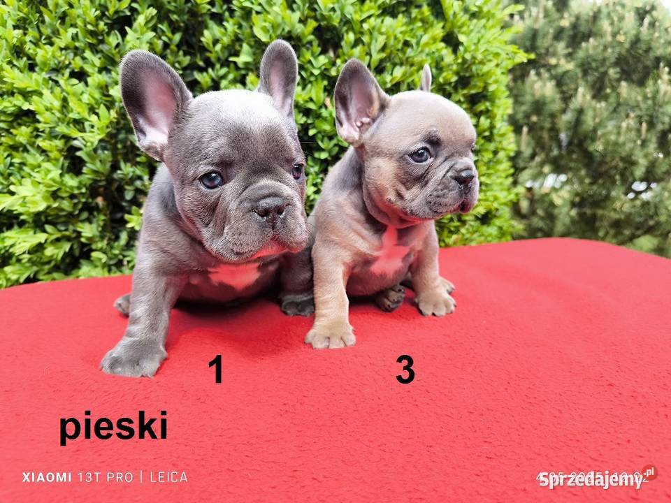 Piękne szczenięta Buldogi francuskie Buldożki Namysłów