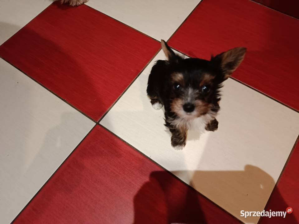 Yorki Terriery Biwerki tricolor Zator sprzedam