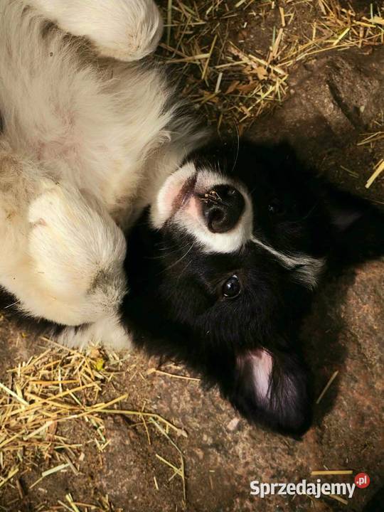 Hodowla FCI oferuje szczenięta border collie Milanówek