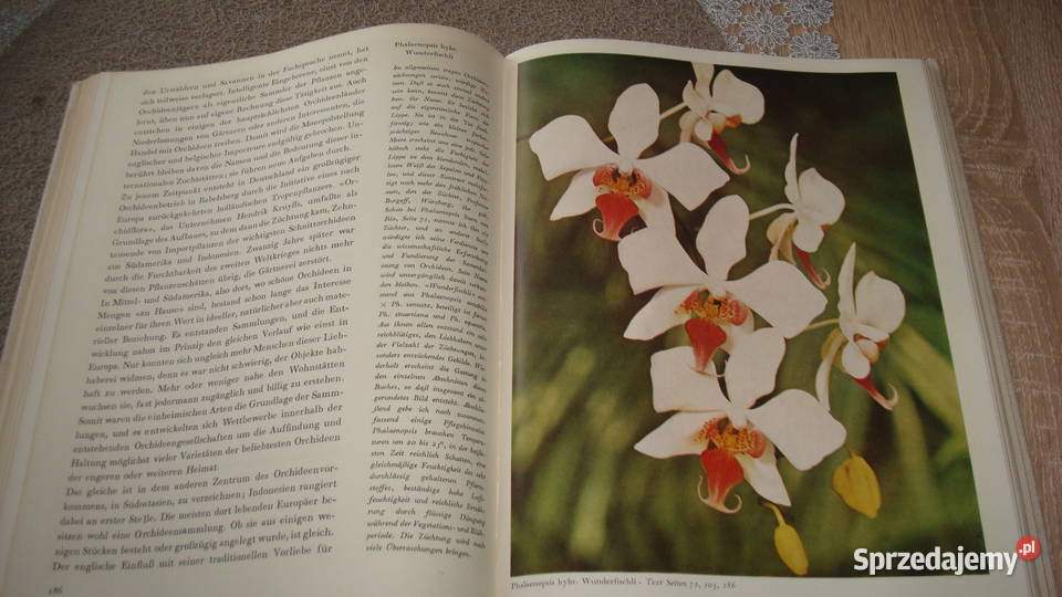 Orchideen Walter Richter