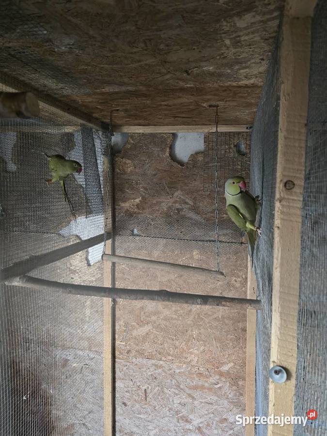 Likwidacja różne gatunki tanio Strzelin sprzedam