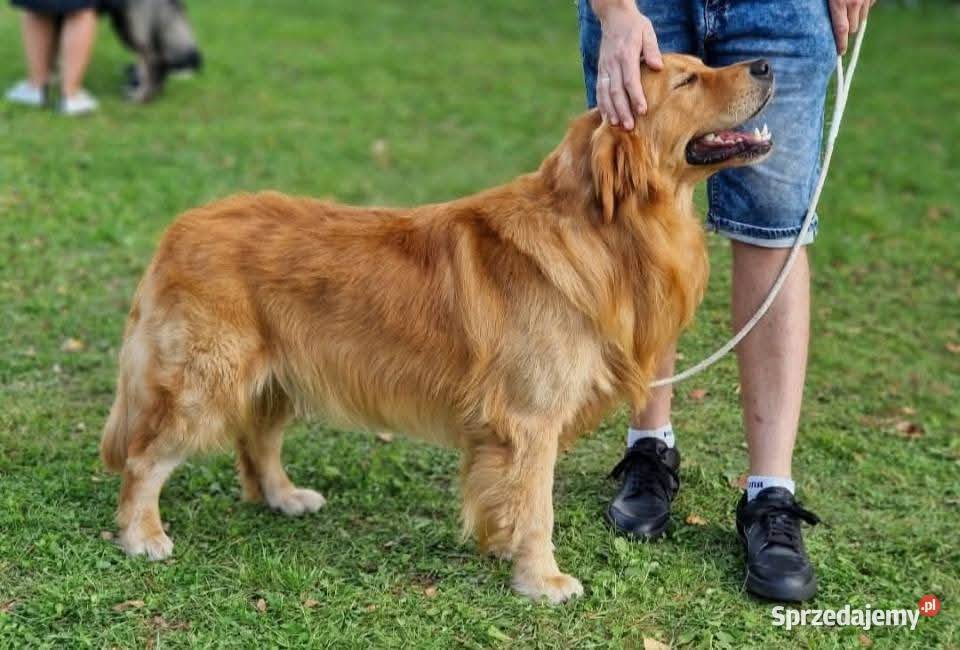 Zapowiedź miotu Golden Retriever ciemno złote