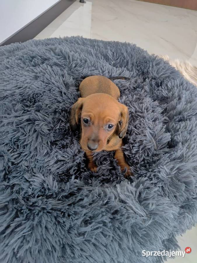 Jamnik miniatura Cieszyn