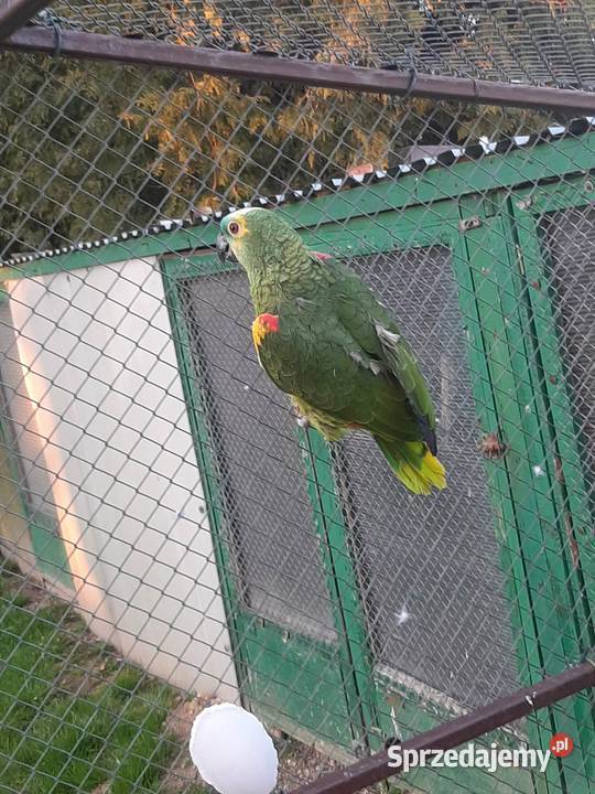 Amazonka niebieskoczelna samica 22r Skała