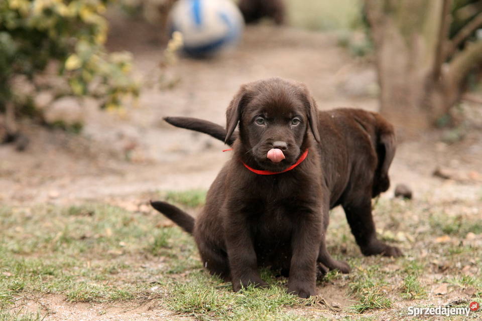 Labrador Retriever czarne i czekoladowe Poniatowice