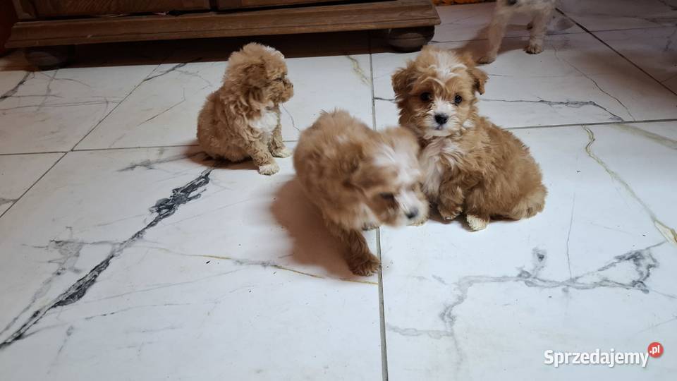 Maltipoo z metryką Pozostałe Pozostałe warmińsko-mazurskie sprzedam