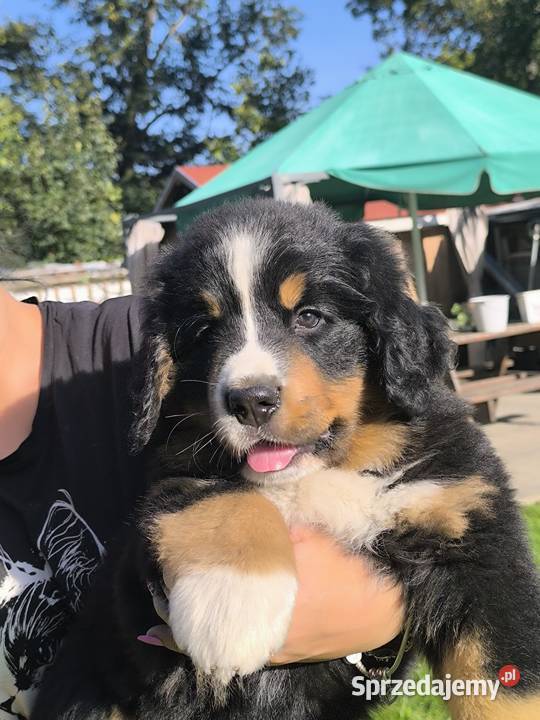 Berneński Pies Pasterski Kłodzko