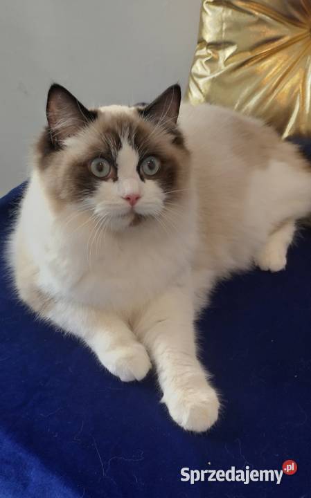 Kotka ragdoll 2 letnia zabiegu sterylizacji dolnośląskie Wrocław