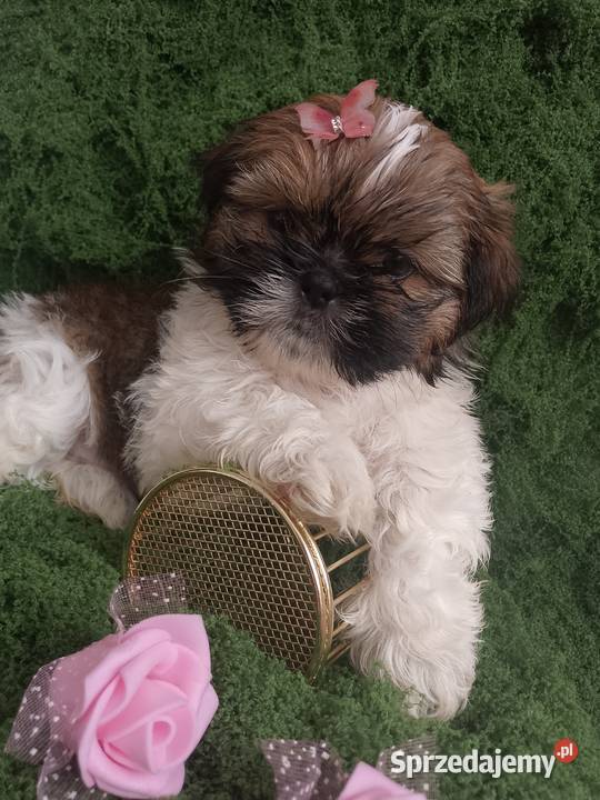 DO ODBIORU ostatnia suczka rasy ShihTzu Byczyna sprzedam