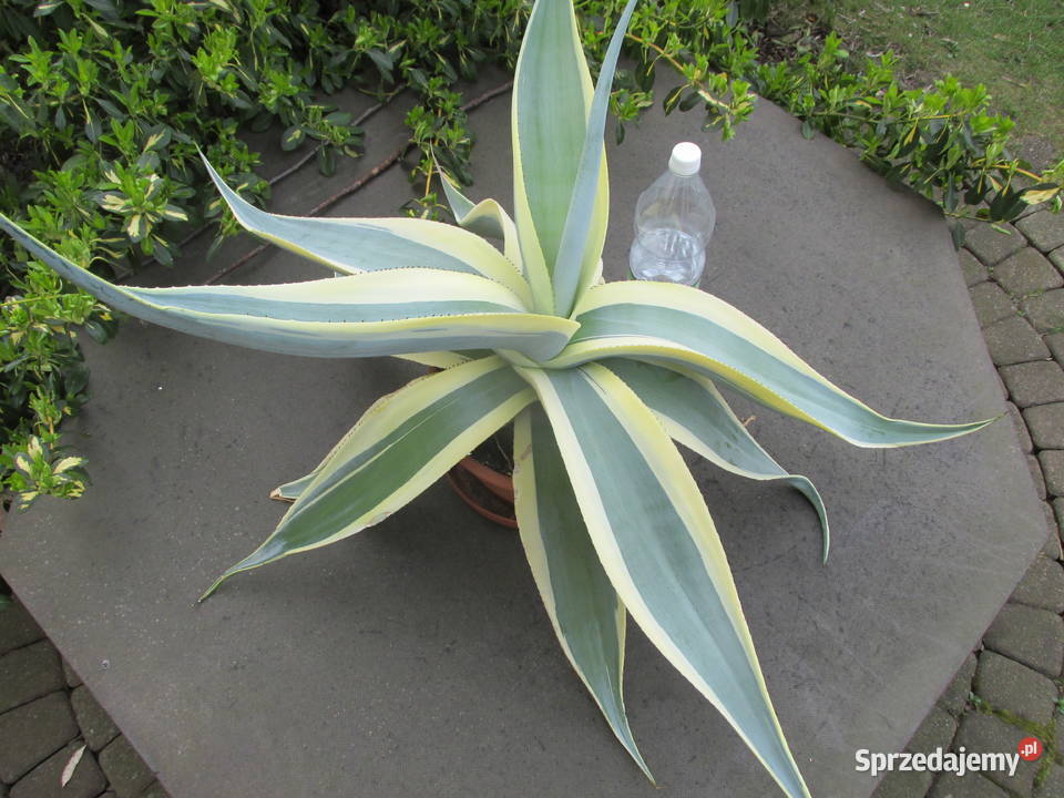 Agawa kolekcjonerska Agave guiengola Creme Kraków