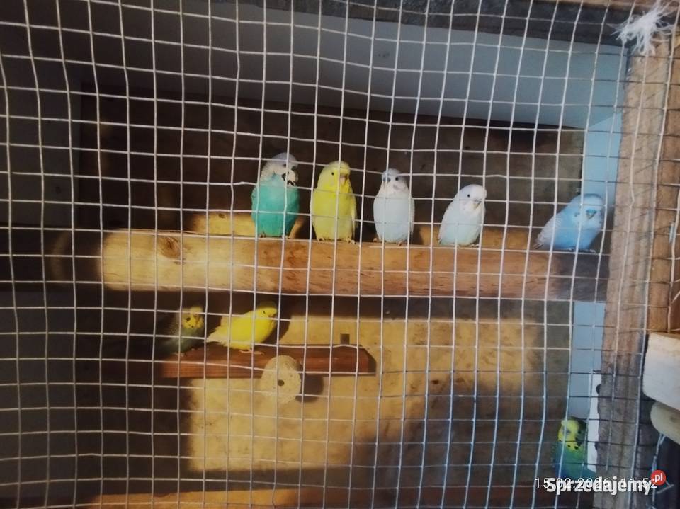 Papugi faliste zamienie Szubin