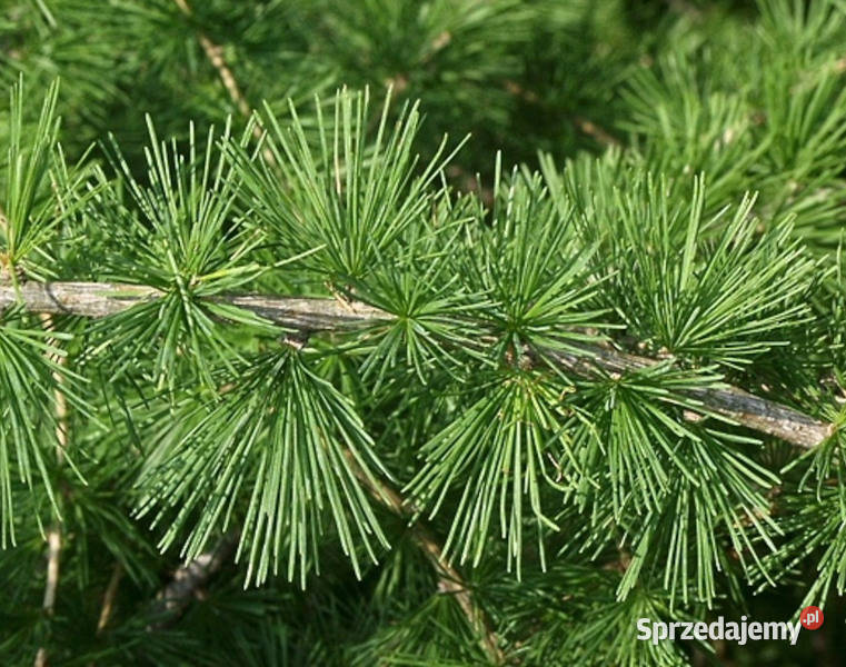 MODRZEW EUROPEJSKI Larix decidua NASIONA 2000 Lubanie
