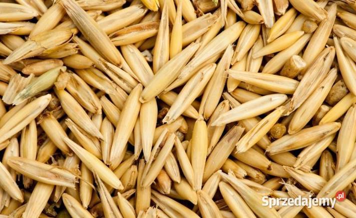 Owies że zbiorów 2024 łódzkie Regnów