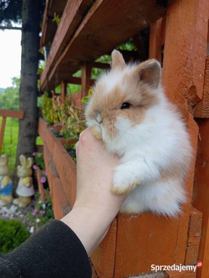 Mini lop karzełek Teddy lewek mini rex króliki Krosno sprzedam