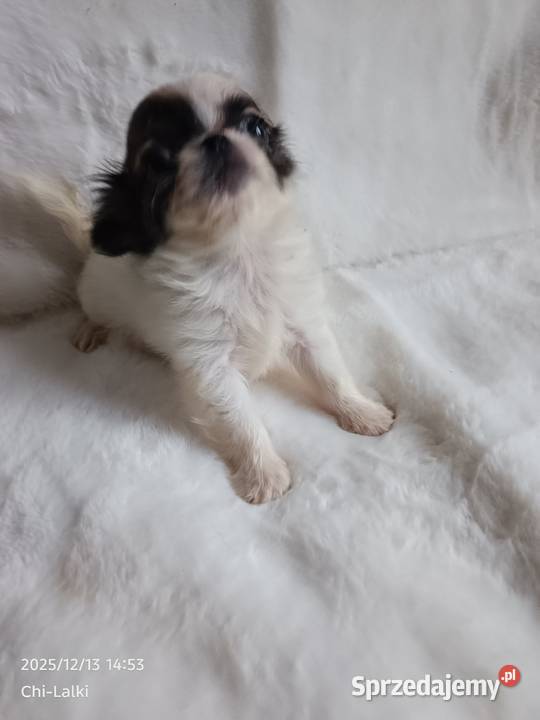 Chihuahua xxs chłopiec samiec dlugowlosy kujawsko-pomorskie Inowrocław