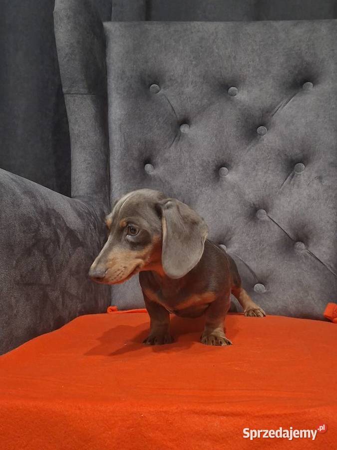 Jamnik niebieski Żyrardów