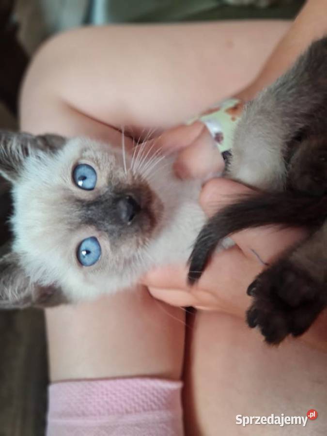 Kociaki Syjamskie do rezerwacji Lipno