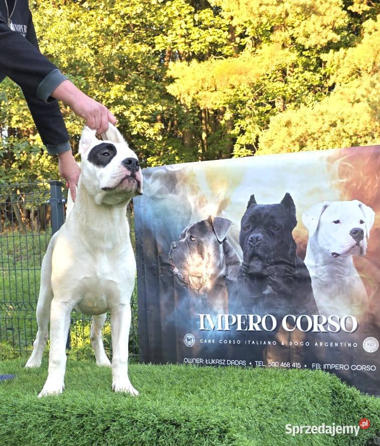 Suczki Dog Argentyński ZKwP FCI 6 miesięcy Pozostałe Gończyce