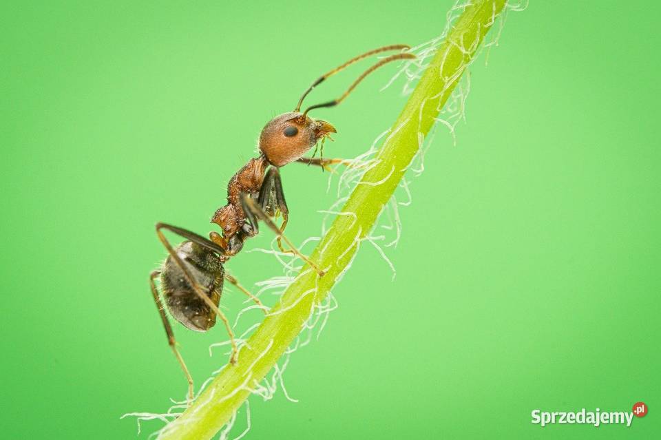 Ekspertyza chiropterologiczna przyrodnicza dolnośląskie