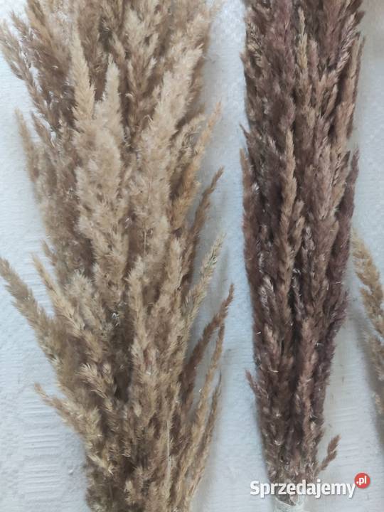 Suszone trawy palemki Kraśnik