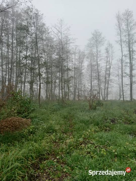 Sprzedam Dzałkę Budowlaną 1000m2 z własną linią Piotrkowo sprzedam