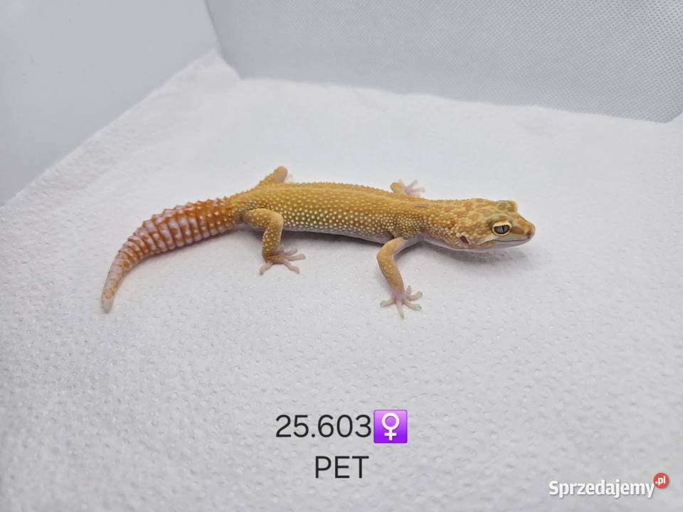 Gekon Lamparci śląskie Zawiercie