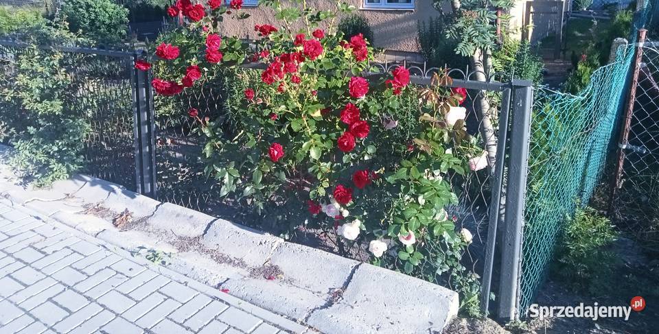 Róże ogrodowe pnące wielkokwiatowe rabatowe mix Żółkiewka-Osada