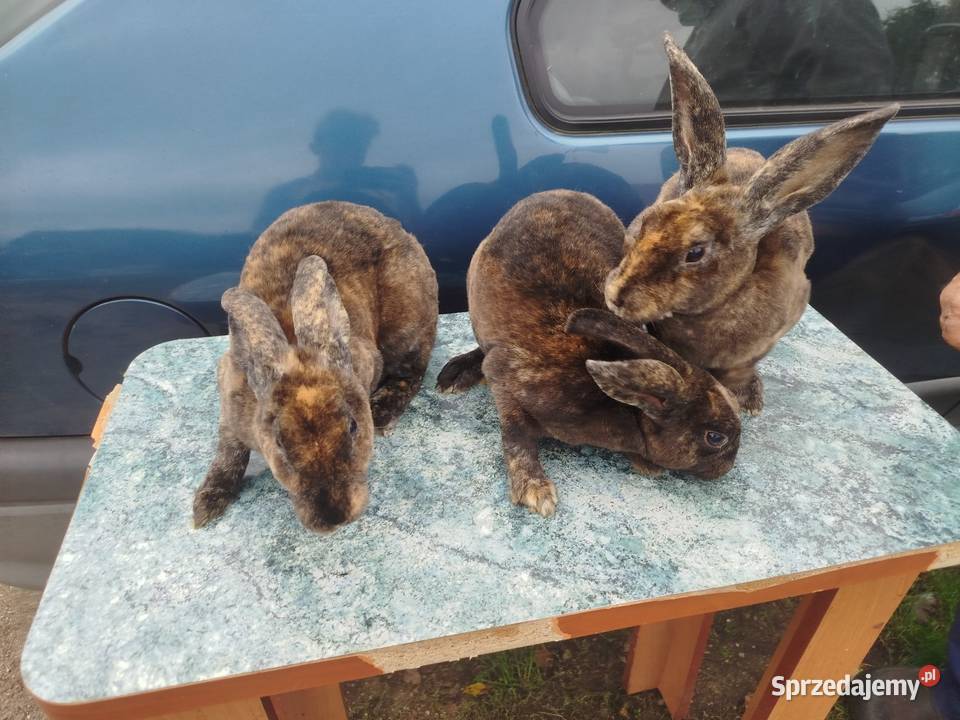 Kruliki japońskie Białkowo