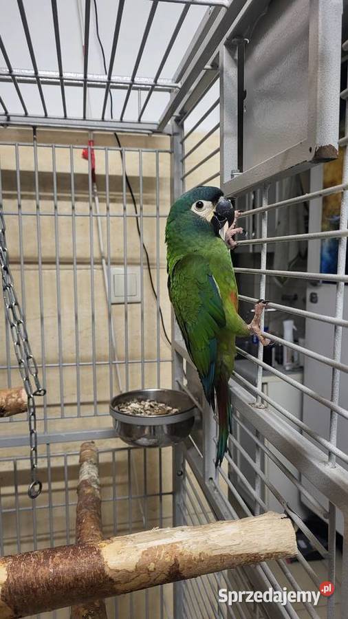 Papugi sprzedam mazowieckie Garwolin
