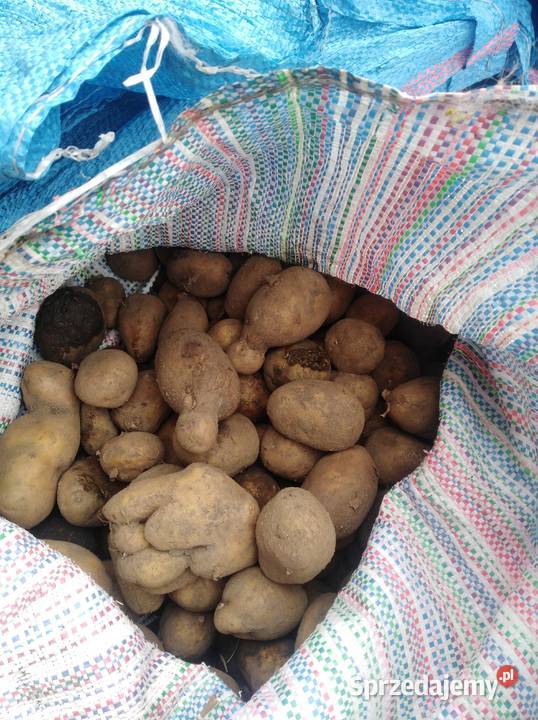 Sprzedam ziemniaki odpadowe Rośliny okopowe