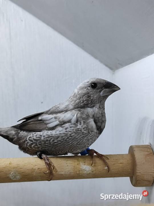 Mewka Japońska szara samiec 2025 małopolskie Myślenice